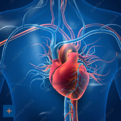 Laborgemeinschaft Bayerischer Heilpraktiker - Herz-Kreislauf-Workshop